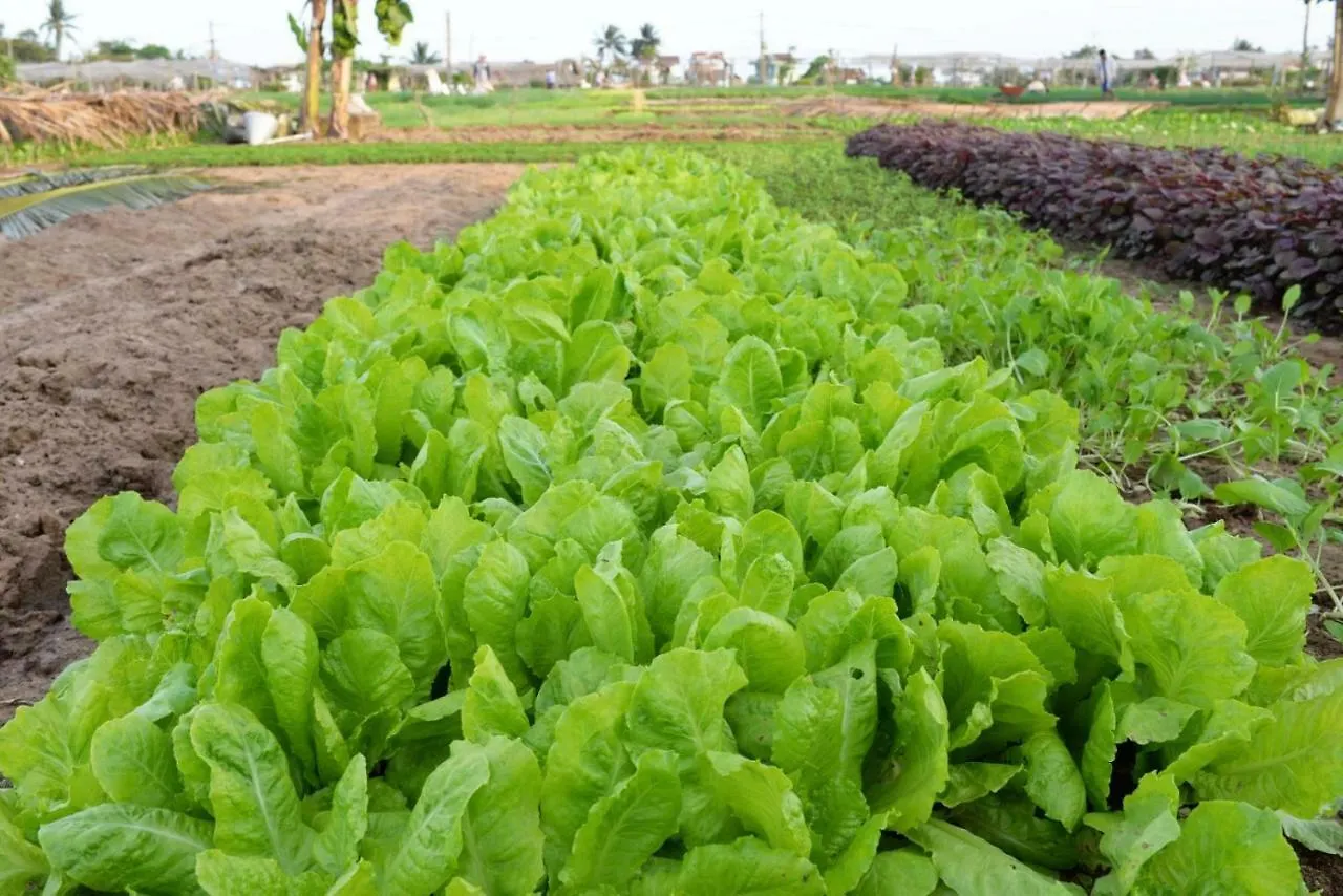 Cilantro Villa Hội An Vietnám